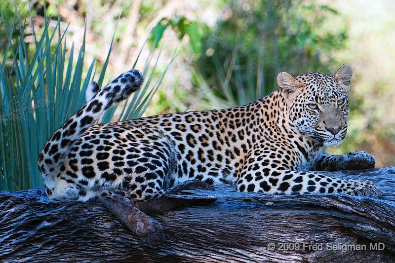 20090615_095649 D300 (9) X1.jpg - Leopard in Okavanga Delta, Botswana